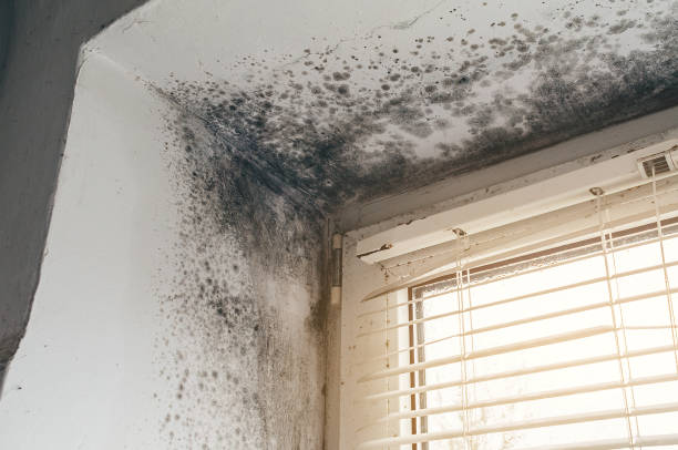 Affordable Mold Removal solutions in Wade, NC